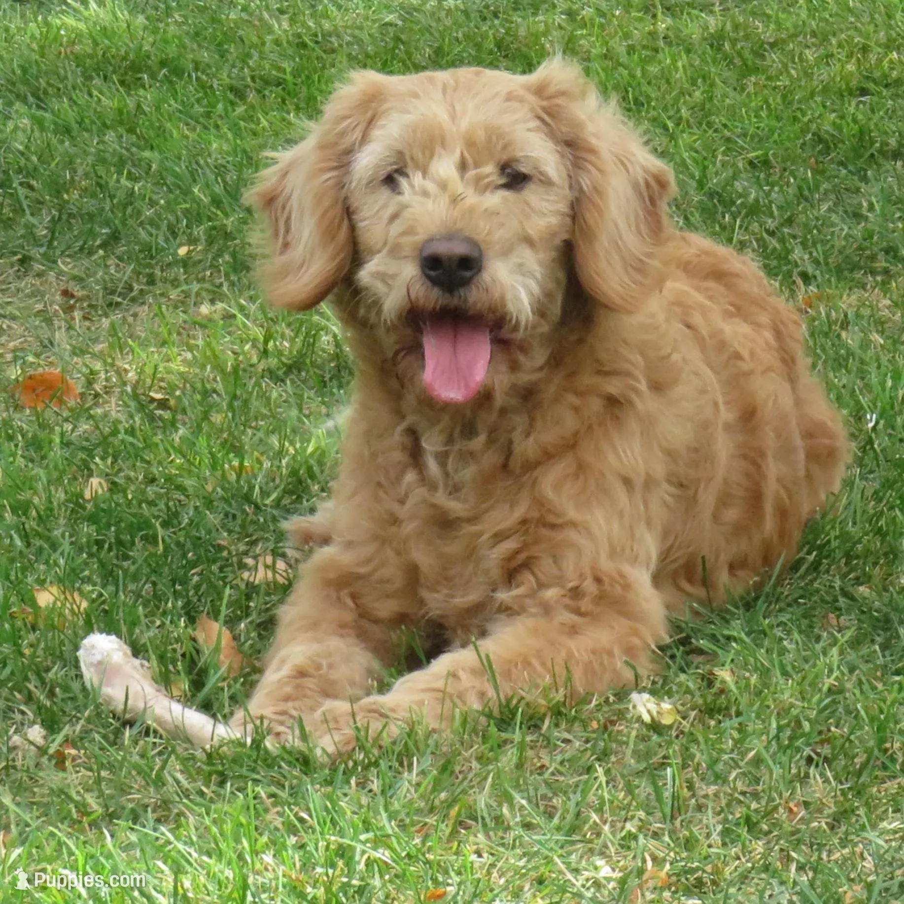 Mini Teddybear, a female Poodle - Miniature  and Miniature Goldendoodle for sale in Hancock, MN – Photo 9 of 10