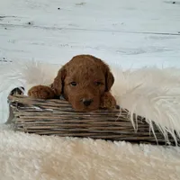 Mini Teddybear, a male Poodle - Miniature  and Miniature Goldendoodle for sale in Hancock, MN – Photo 4 of 8