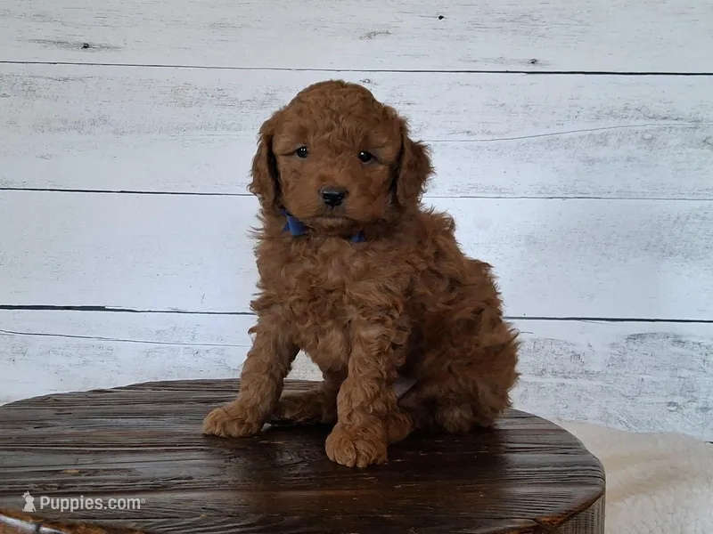 RESERVED – Poodle - Miniature , Miniature Goldendoodle puppy for sale in Hancock, MN