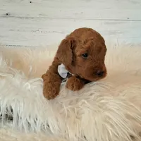 Mini Teddybear, a male Poodle - Miniature  and Miniature Goldendoodle for sale in Hancock, MN – Photo 5 of 8