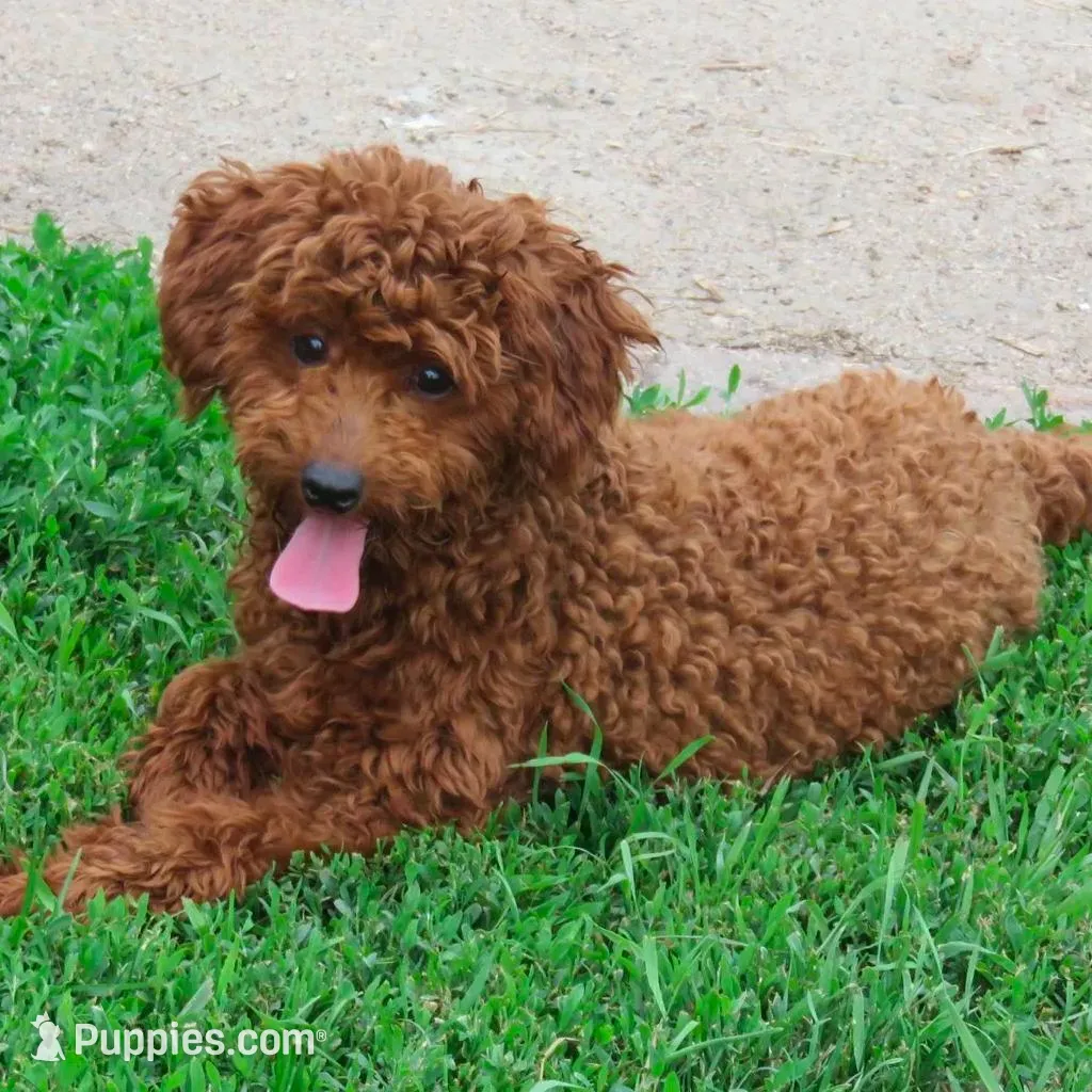 RESERVED, a male Poodle - Miniature  and Miniature Goldendoodle for sale in Hancock, MN – Photo 9 of 10