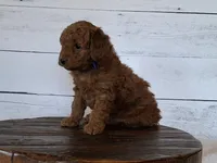 Mini Teddybear, a male Poodle - Miniature  and Miniature Goldendoodle for sale in Hancock, MN – Photo 2 of 8
