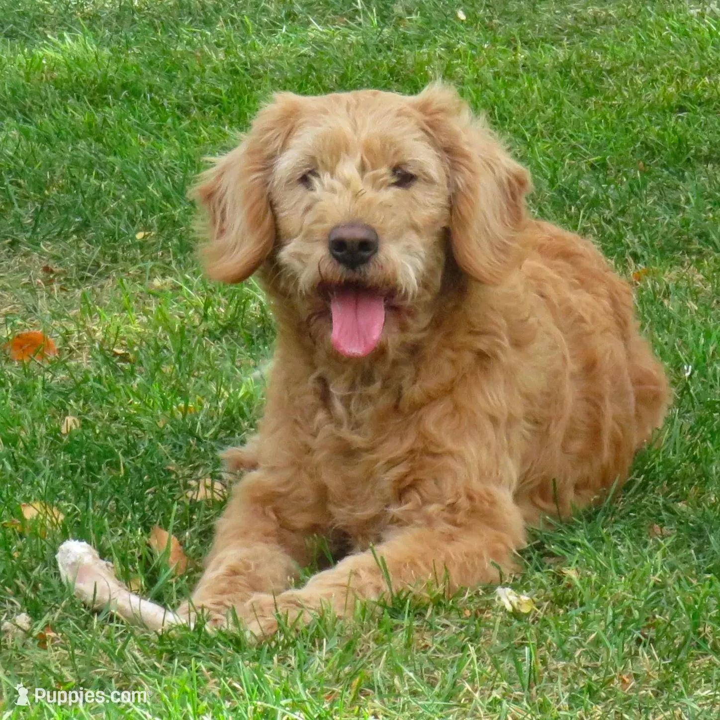 RESERVED, a male Poodle - Miniature  and Miniature Goldendoodle for sale in Hancock, MN – Photo 8 of 10