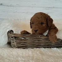 Mini Teddybear, a male Poodle - Miniature  and Miniature Goldendoodle for sale in Hancock, MN – Photo 3 of 8