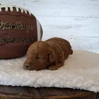 Mini Teddybear, a male Poodle - Miniature  and Miniature Goldendoodle for sale in Hancock, MN – Photo 6 of 8