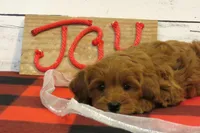RESERVED, a male Poodle - Miniature  and Miniature Goldendoodle for sale in Hancock, MN – Photo 7 of 10
