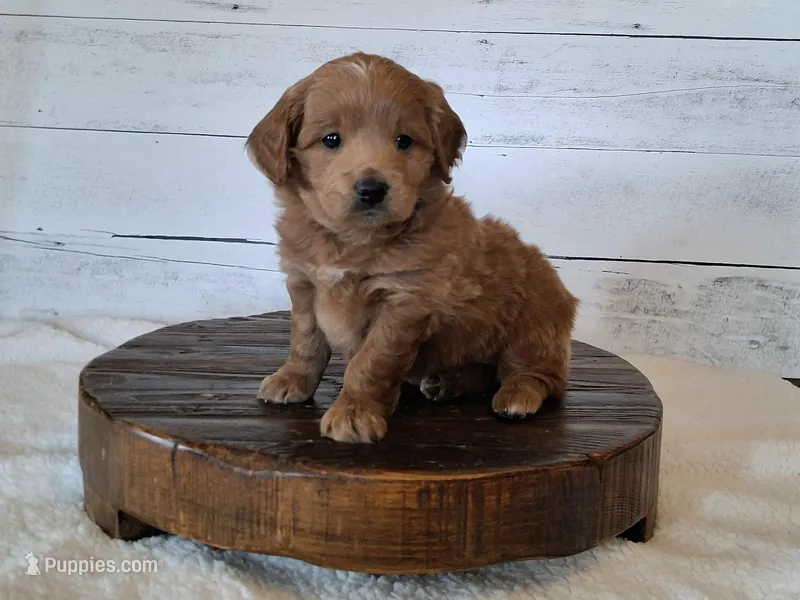 Mini Teddybear – Poodle - Miniature , Miniature Goldendoodle puppy for sale in Hancock, MN