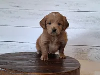 Mini Teddybear, a male Poodle - Miniature  and Miniature Goldendoodle for sale in Hancock, MN – Photo 5 of 10