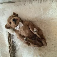 Mini Teddybear, a male Poodle - Miniature  and Miniature Goldendoodle for sale in Hancock, MN – Photo 7 of 10