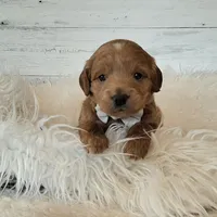 Mini Teddybear, a male Poodle - Miniature  and Miniature Goldendoodle for sale in Hancock, MN – Photo 6 of 10