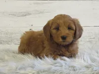 Mini Teddybear, a male Poodle - Miniature  and Miniature Goldendoodle for sale in Hancock, MN – Photo 6 of 10