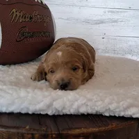 Mini Teddybear, a male Poodle - Miniature  and Miniature Goldendoodle for sale in Hancock, MN – Photo 8 of 10