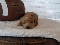 Mini Teddybear, a male Poodle - Miniature  and Miniature Goldendoodle for sale in Hancock, MN – Photo 1 of 10
