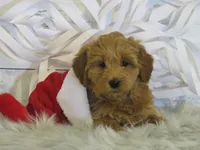 Mini Teddybear, a male Poodle - Miniature  and Miniature Goldendoodle for sale in Hancock, MN – Photo 7 of 10