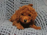 Mini Teddybear, a male Poodle - Miniature  and Miniature Goldendoodle for sale in Hancock, MN – Photo 3 of 10