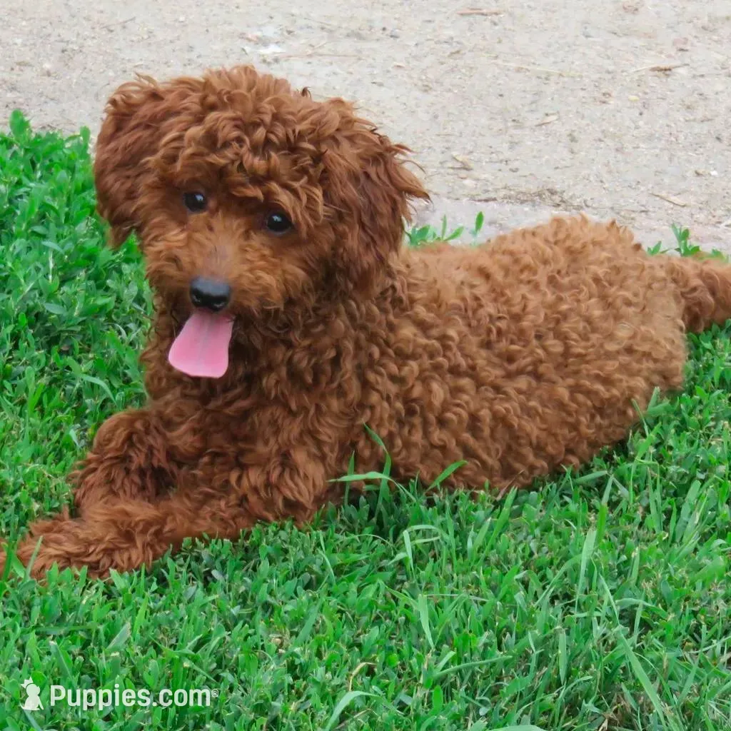 Mini Teddybear, a male Poodle - Miniature  and Miniature Goldendoodle for sale in Hancock, MN – Photo 10 of 10