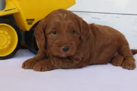 Mini Teddybear, a male Poodle - Miniature  and Miniature Goldendoodle for sale in Hancock, MN – Photo 8 of 10