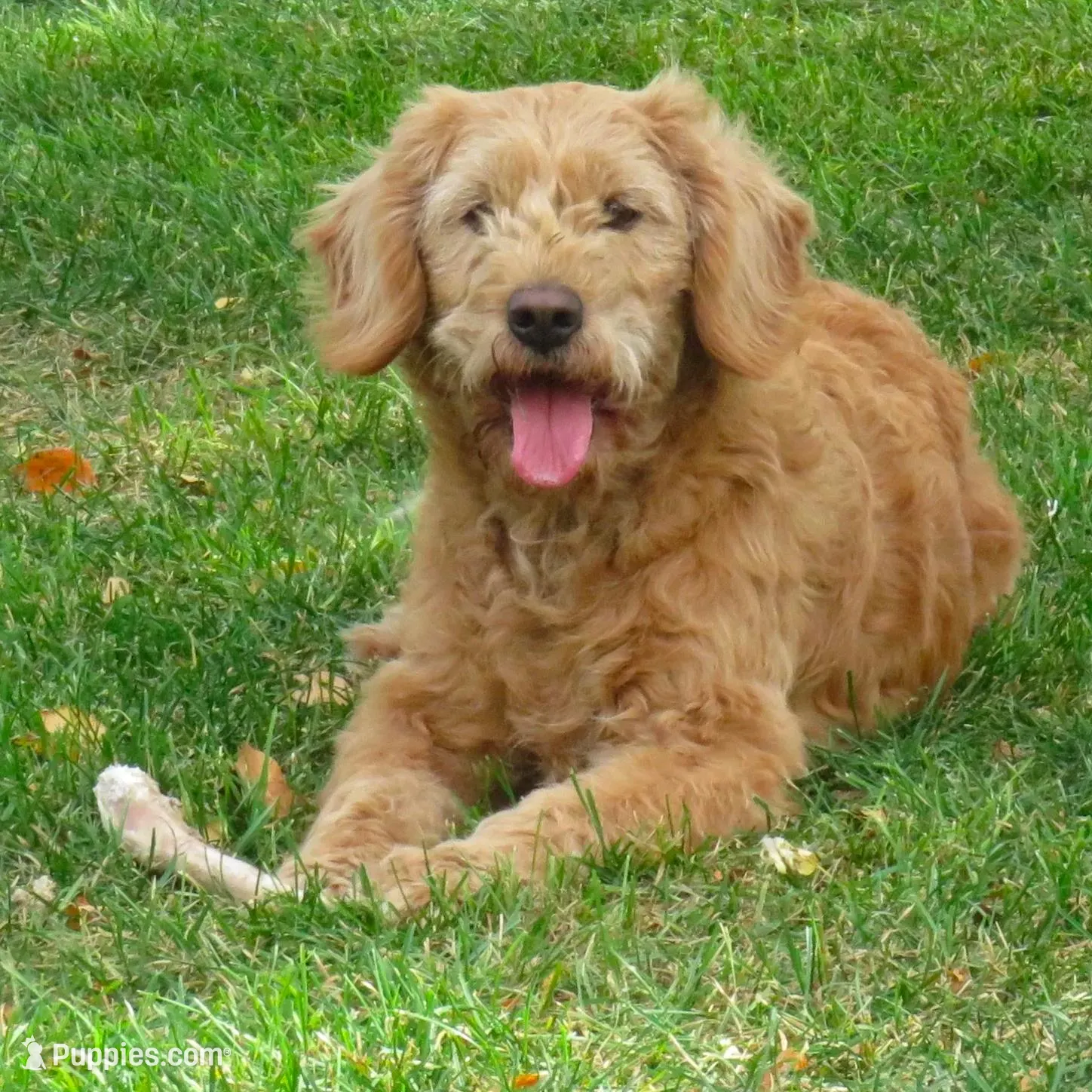Mini Teddybear, a male Poodle - Miniature  and Miniature Goldendoodle for sale in Hancock, MN – Photo 9 of 10