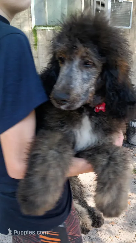 Cash, a male Bernedoodle for sale in Dunnellon, FL – Photo 1 of 3