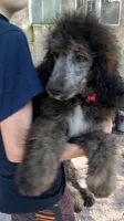 Cash, a male Bernedoodle for sale in Dunnellon, FL – Photo 1 of 3