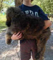 Cash, a male Bernedoodle for sale in Dunnellon, FL – Photo 3 of 3