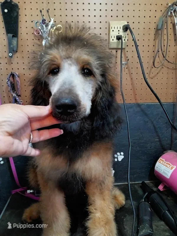Arizona, a female Bernedoodle for sale in Dunnellon, FL – Photo 1 of 2