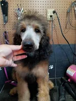 Arizona, a female Bernedoodle for sale in Dunnellon, FL – Photo 1 of 2