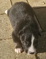 Thomas, a male Australian Shepherd for sale in Clarksville, VA – 3 of 5