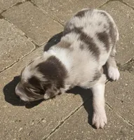 Stewart, a male Australian Shepherd for sale in Clarksville, VA – Photo 3 of 7