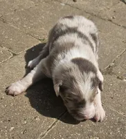 Stewart, a male Australian Shepherd for sale in Clarksville, VA – Photo 4 of 7