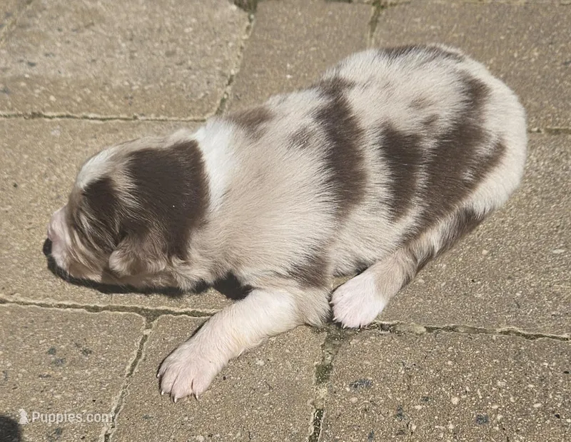 Stewart – Australian Shepherd puppy for sale in Clarksville, VA