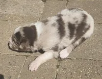 Stewart, a male Australian Shepherd for sale in Clarksville, VA – Photo 1 of 7