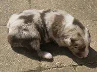 Stewart, a male Australian Shepherd for sale in Clarksville, VA – Photo 2 of 7