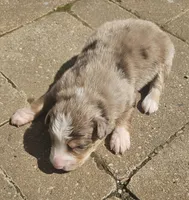Stewart, a male Australian Shepherd for sale in Clarksville, VA – Photo 5 of 7