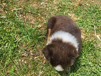 Buddy, a female Australian Shepherd for sale in Clarksville, VA – Photo 3 of 10