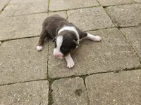 Buddy, a male Australian Shepherd for sale in Clarksville, VA – Photo 2 of 3