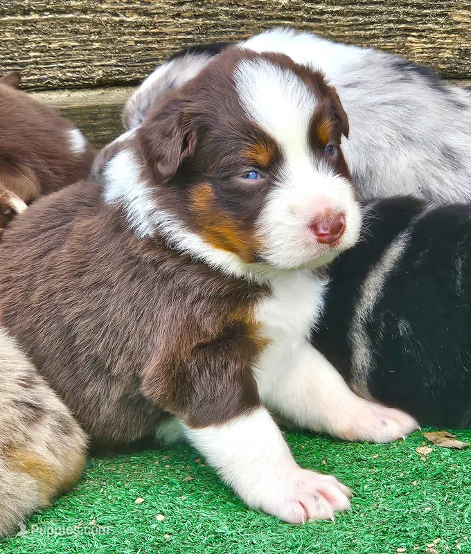 Buddy – Australian Shepherd puppy for sale in Clarksville, VA