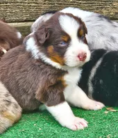 Buddy, a female Australian Shepherd for sale in Clarksville, VA – Photo 10 of 10