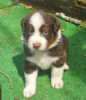 Buddy, a female Australian Shepherd for sale in Clarksville, VA – Photo 9 of 10