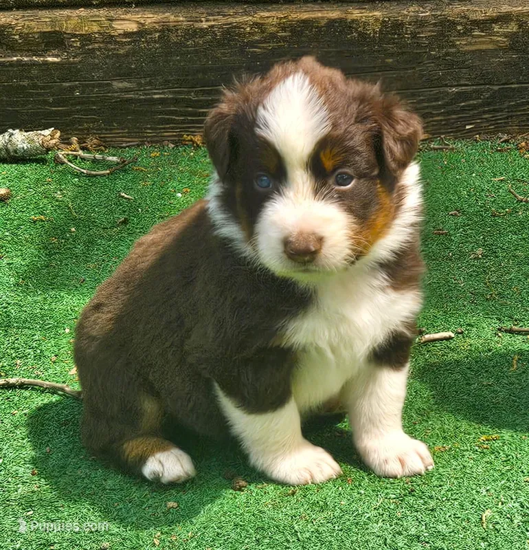 Buddy – Australian Shepherd puppy for sale in Clarksville, VA