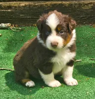 Buddy, a female Australian Shepherd for sale in Clarksville, VA – Photo 4 of 10
