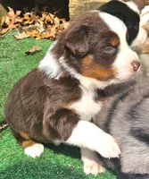 Buddy, a female Australian Shepherd for sale in Clarksville, VA – Photo 6 of 10