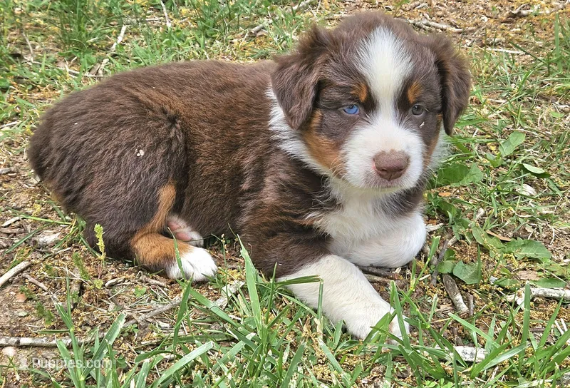 Buddy – Australian Shepherd puppy for sale in Clarksville, VA
