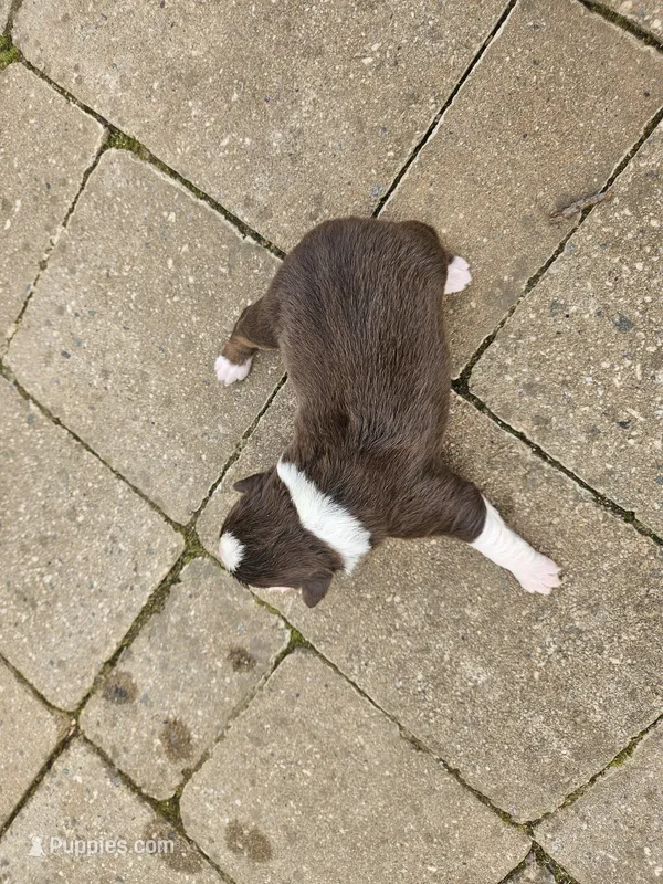 Buddy – Australian Shepherd puppy for sale in Clarksville, VA