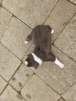 Buddy, a male Australian Shepherd for sale in Clarksville, VA – Photo 1 of 3