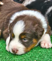 Buddy, a female Australian Shepherd for sale in Clarksville, VA – Photo 8 of 10