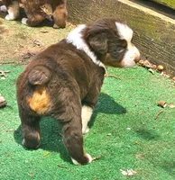 Buddy, a female Australian Shepherd for sale in Clarksville, VA – Photo 7 of 10