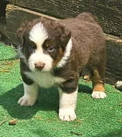 Buddy, a female Australian Shepherd for sale in Clarksville, VA – Photo 5 of 10