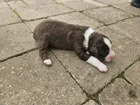 Buddy, a male Australian Shepherd for sale in Clarksville, VA – Photo 3 of 3