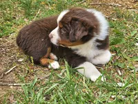 Buddy, a female Australian Shepherd for sale in Clarksville, VA – Photo 2 of 10